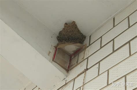 怎麼防止燕子築巢